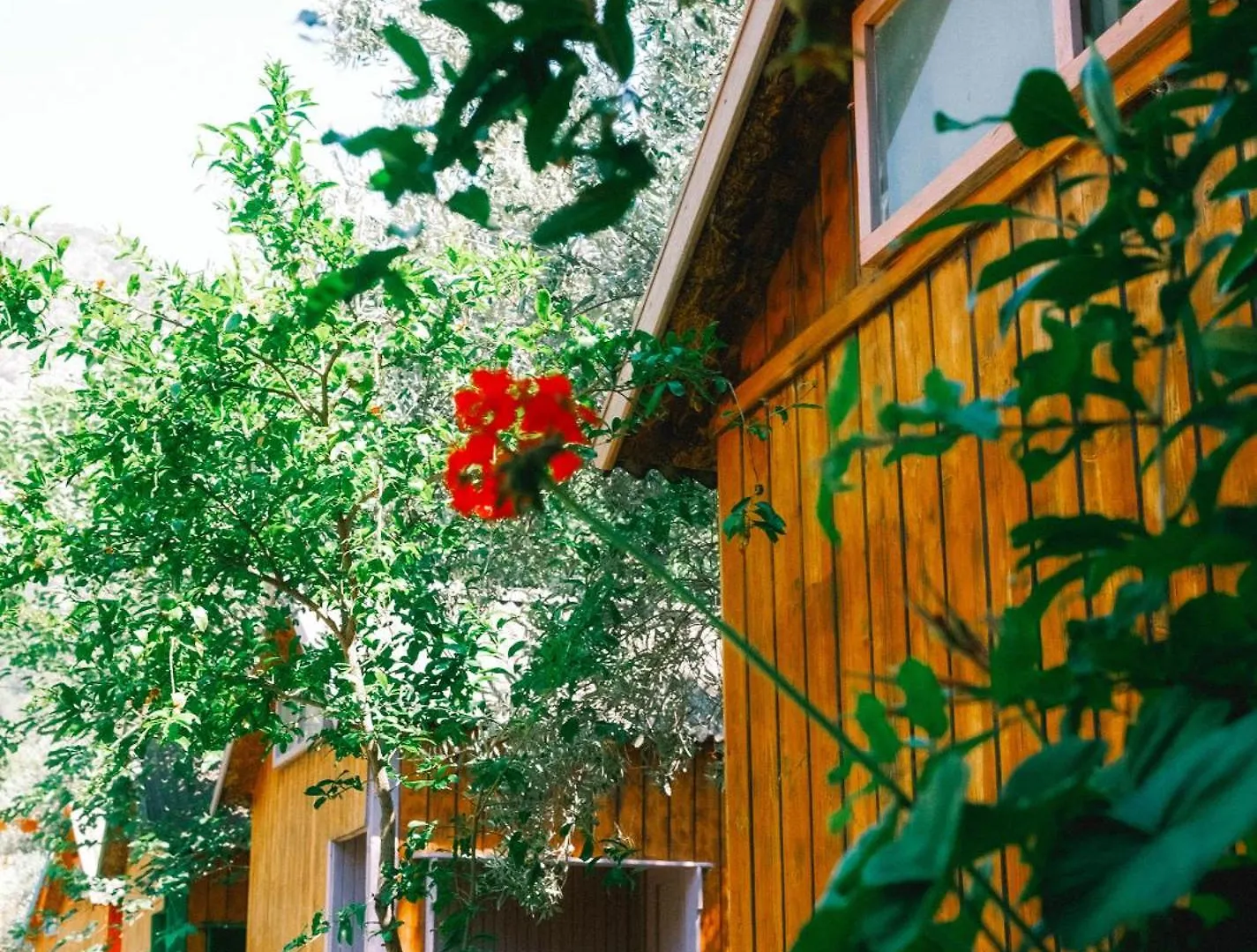 Kaplumbaga Bungalows Fethiye Turecko